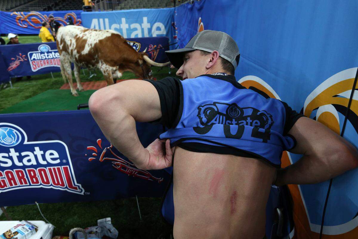 Nick Wagner, a photojournalist for the Austin American-Statesman, shows off the scrapes on his back from the Texas mascot bull “Bevo,” seen in background, before the Sugar Bowl NCAA college football game against Georgia in New Orleans, Tuesday, Jan. 1, 2019. The Georgia mascot, a bulldog named “Uga X,” was brought near the bull for a photo-op, when a brief kerfuffle ensued, and the photographer got scraped by Bevo’s horn. (AP Photo/Rusty Costanza)