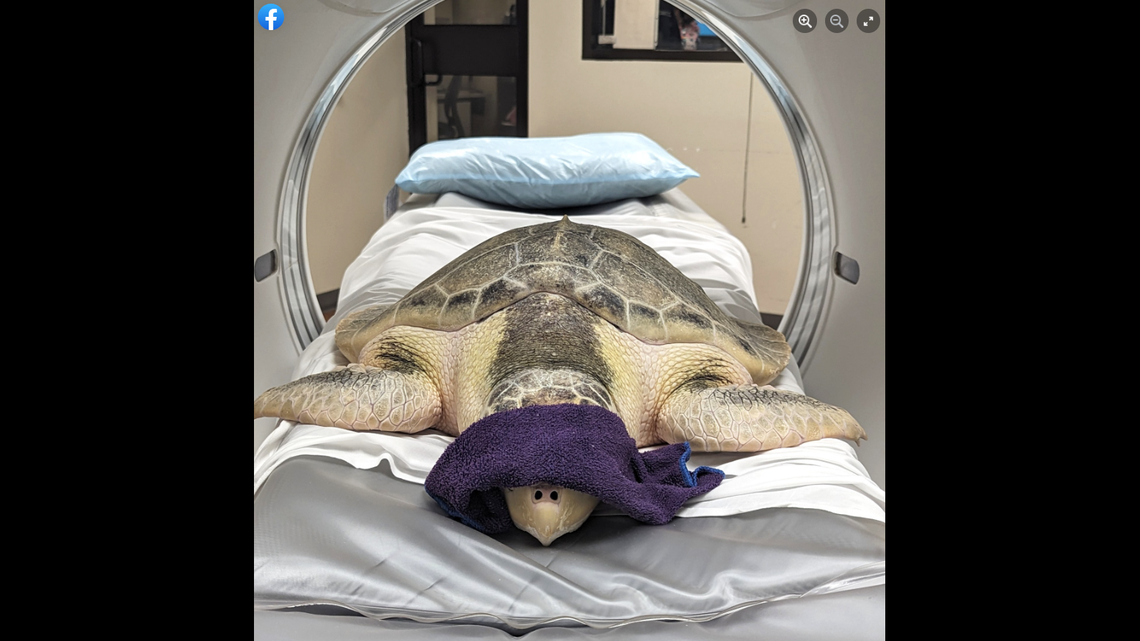 Kale was not happy to be back at the doctor’s, but Cook staff helped him calm down.