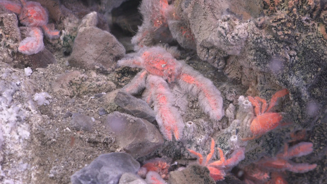 The pink and fuzzy squat lobster, found in the waters off California, was named for one of the researchers on the team.