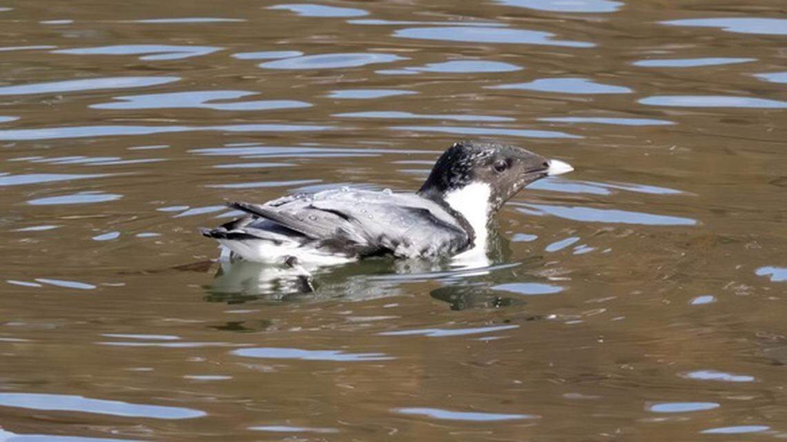 The ancient murrelet spotted in Tennessee typically is found along the Pacific Northwest coastline, according to experts.