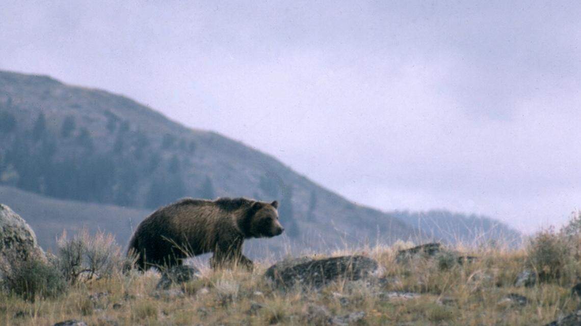A grizzly at Grand Teton National Park was relocated to the other side of Jackson Lake after tourists fed it from their car.