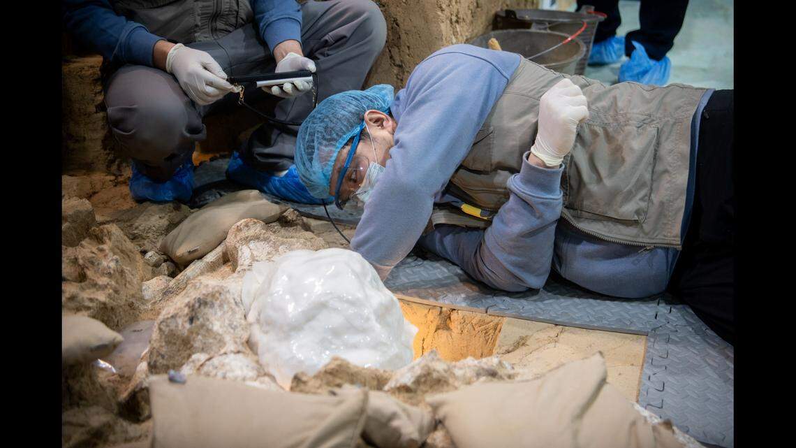 It took more than six months to fully excavate the fossil.