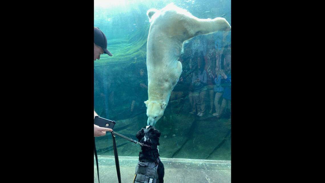 A police therapy dog was spotted hanging out with a “new friend” at a zoo in Ohio.