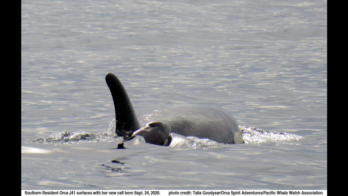 Center for Whale Research confirmed a calf born in September is a girl after a photographer saw its underside. That could help the population’s sustainability.