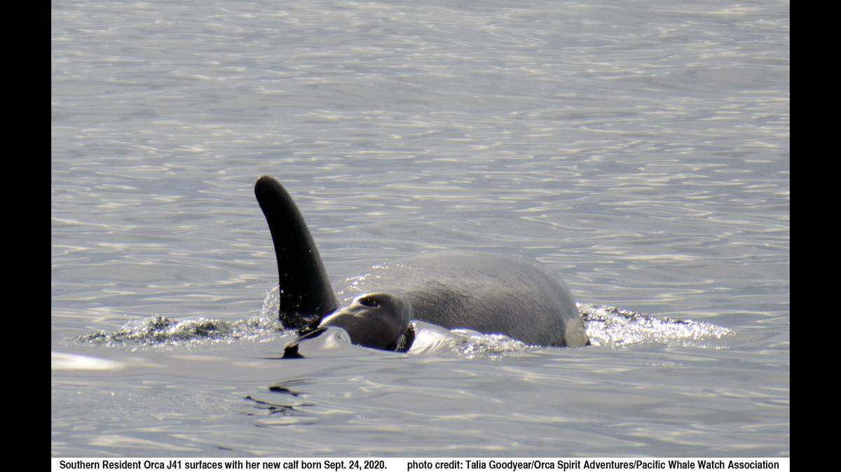 Center for Whale Research confirmed a calf born in September is a girl after a photographer saw its underside. That could help the population’s sustainability.