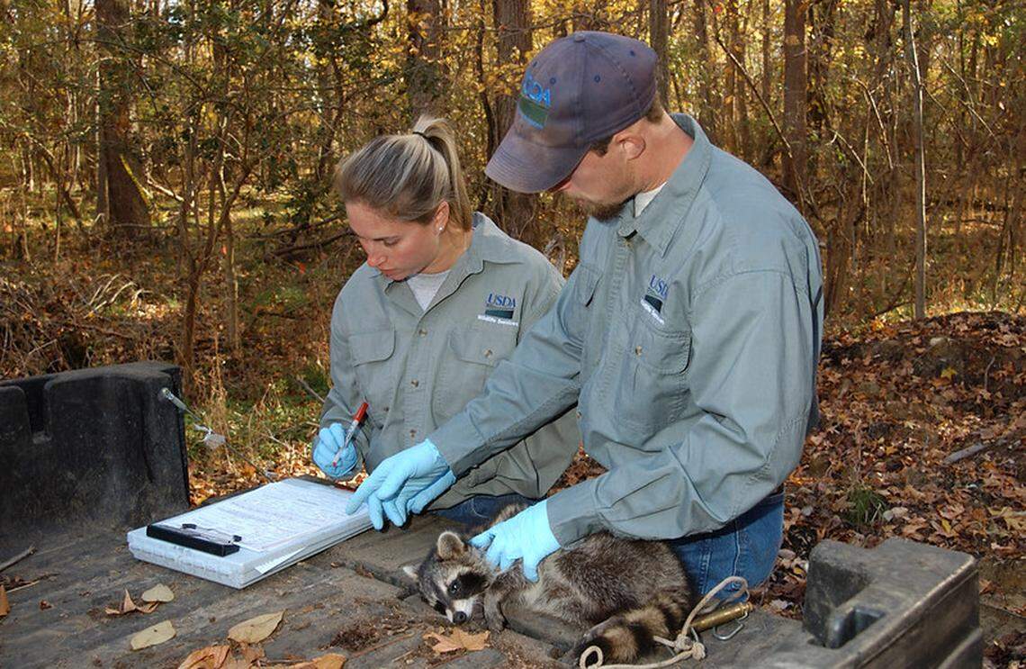 Government biologists take a tissue sample from an anesthetized raccoon as part of vaccination campaign for wild animals.