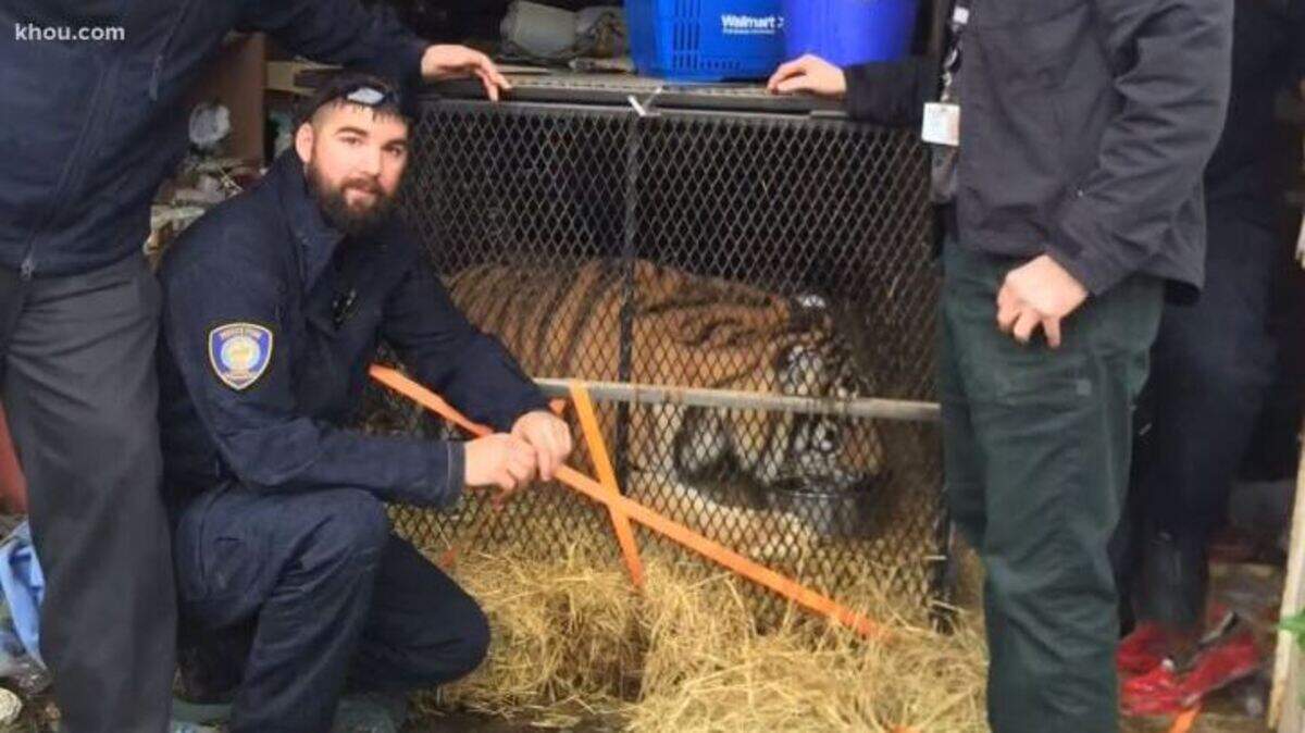 Houston Police Department officials posed with a tiger found in a home thought to be abandoned in southeast Houston.