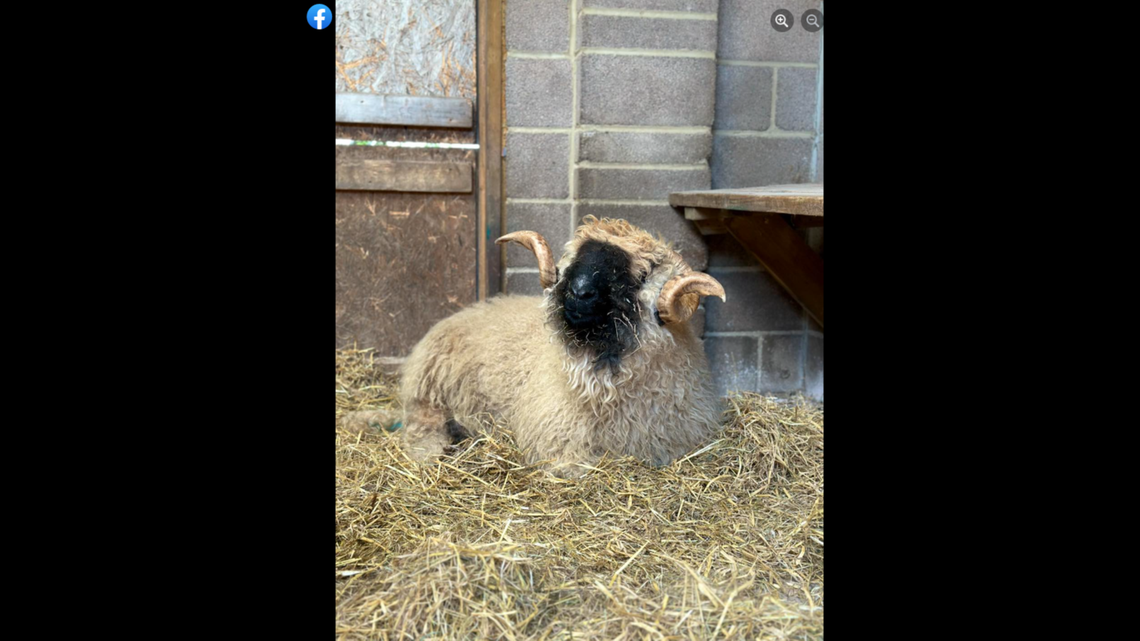 The lambs’ father, Hank, is a Swiss breed known for climbing cliffs and mountains.