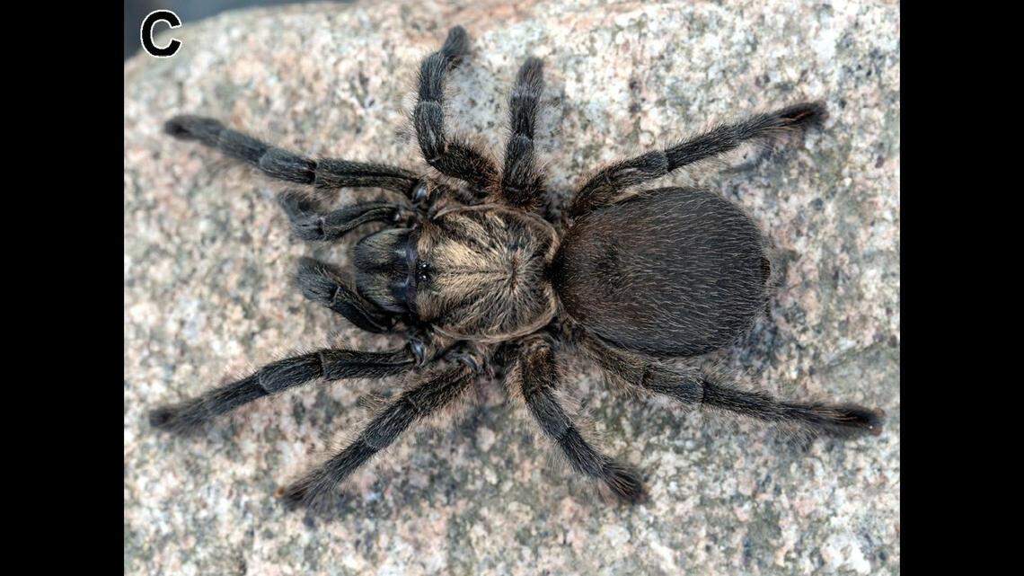 The small tarantulas are covered in “slivery, golden” hairs.