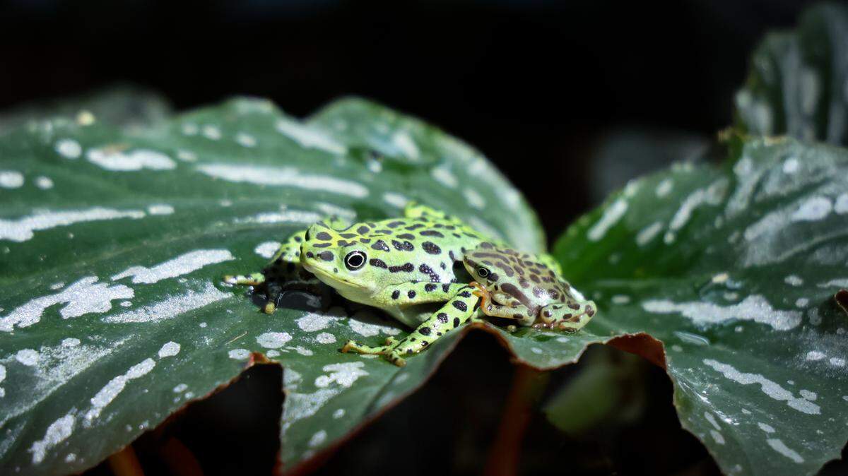The Rio Pescado stubfoot toad had its first successful breeding at the Nashville Zoo, the zoo’s Facebook post says.