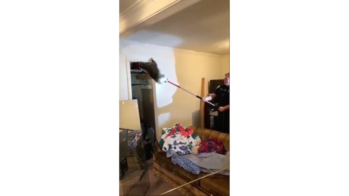Video released by the Albion Department of Public Safety shows Michigan police capturing a raccoon and five of her babies after they fell through a living room ceiling in Sheridan Township. One officer was bit.