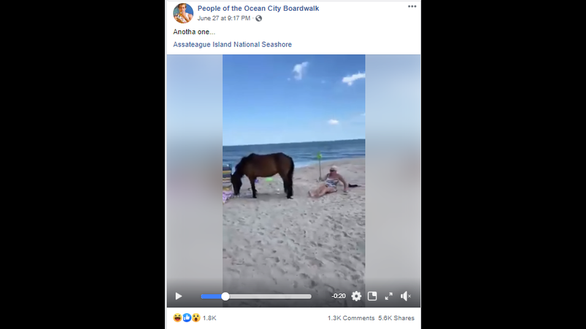 A woman was knocked to the ground after smacking a wild pony with a shovel at Assateague Island National Seashore, video shows.