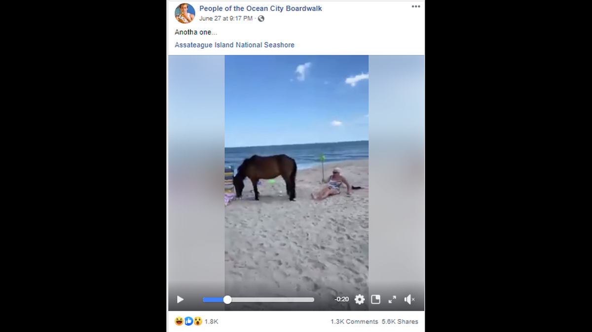 A woman was knocked to the ground after smacking a wild pony with a shovel at Assateague Island National Seashore, video shows.
