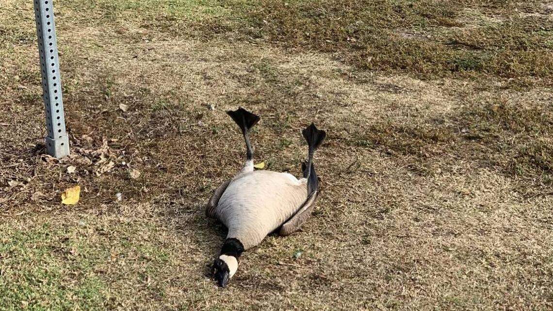 A Canada goose was laying “in distress” in a California park after eating pills dumped in a pile of hundreds, a wildlife rescue group said. It and a ring-billed gull were hooked up to IVs and are doing better.