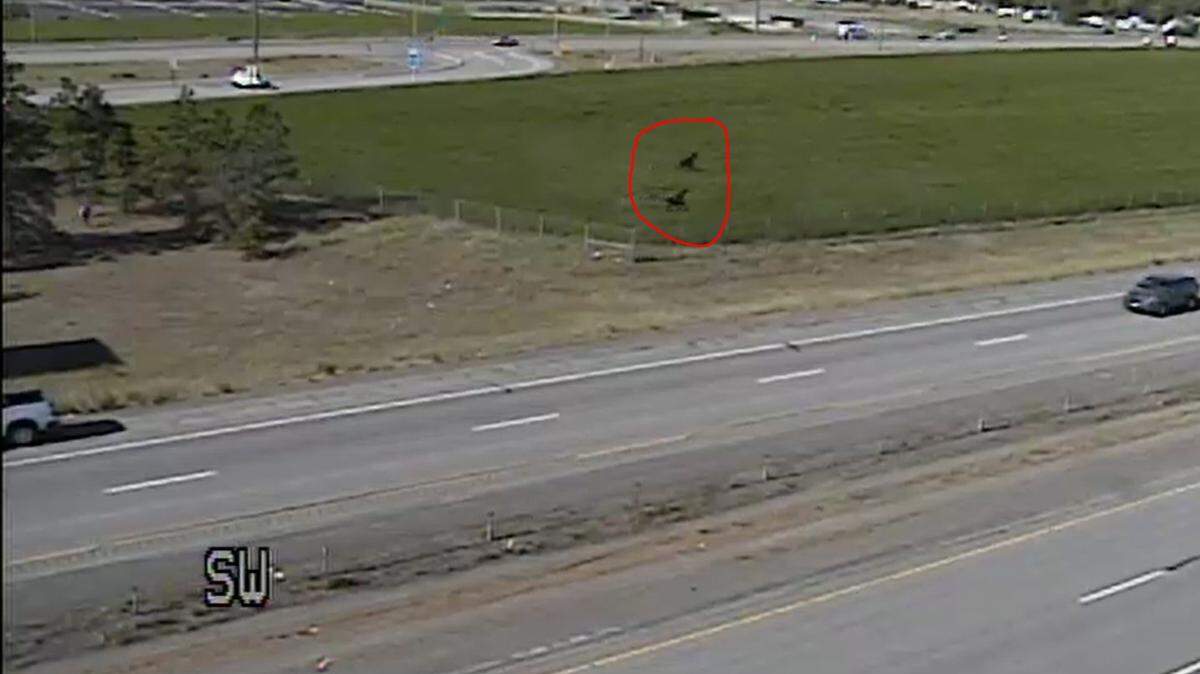 Interstate 90 was backed up for miles as Washington State Department of Transportation officials and state patrol troopers attempted to corral two troublesome moose.