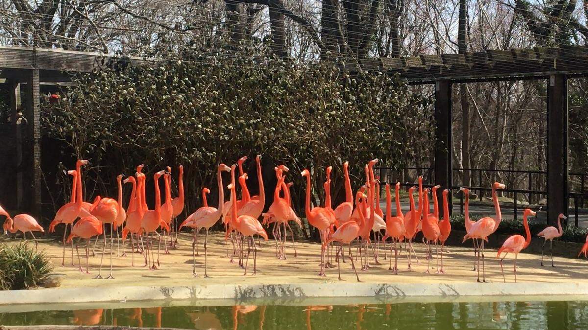 A wild fox broke into an exhibit at the Smithsonian National Zoo and killed dozens of birds, the zoo said in a release.