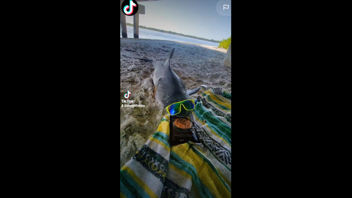 A bull shark was found “defiled” on a beach in Florida with sunglasses. Now wildlife officials are investigating.