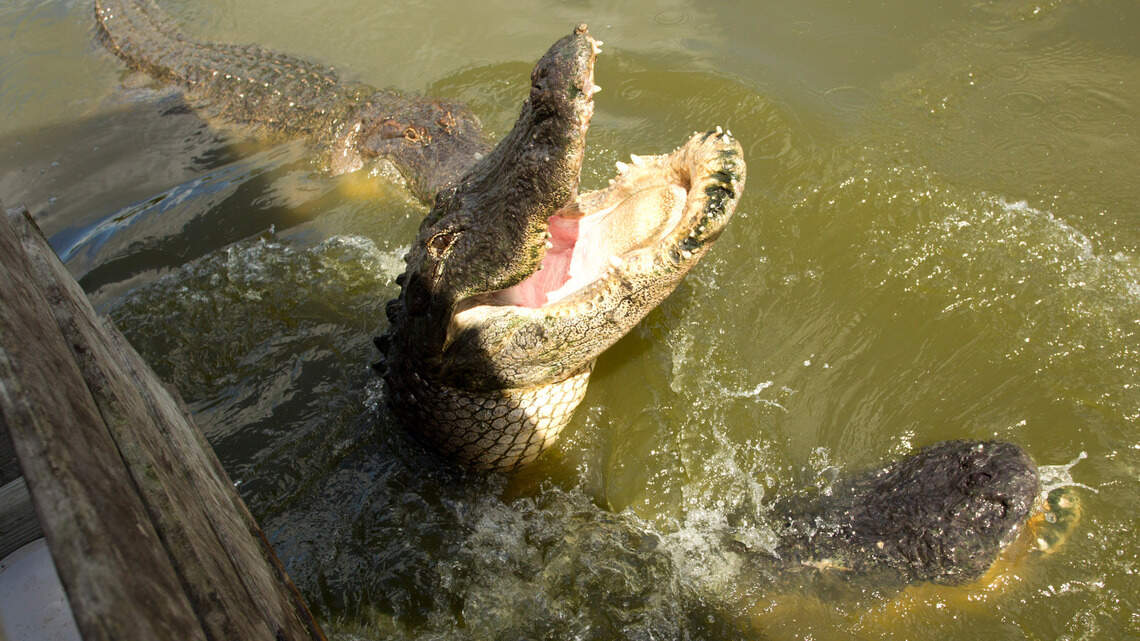 Alligator Explodes Driver killed during crash with 11-foot Florida alligator | Miami Herald