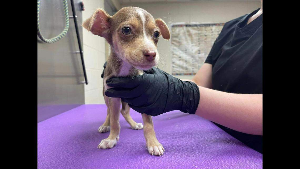 The puppies arrived at the Charleston Animal Society emaciated and “nearly starved to death,” the shelter said.