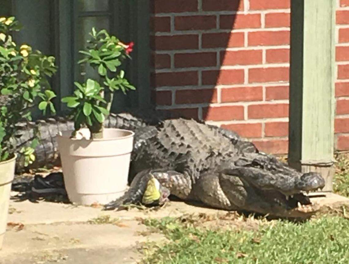 Another photo shows the alligator in a slightly different position.