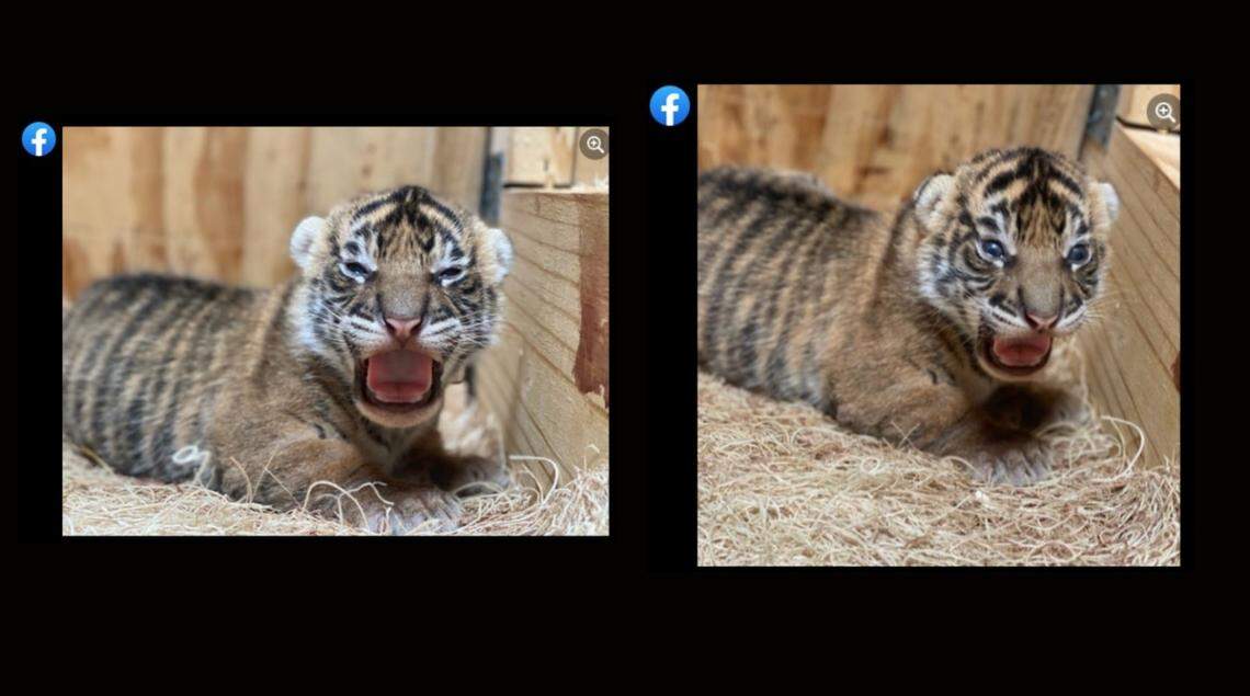 The birth of the cubs is a “milestone” for the species.