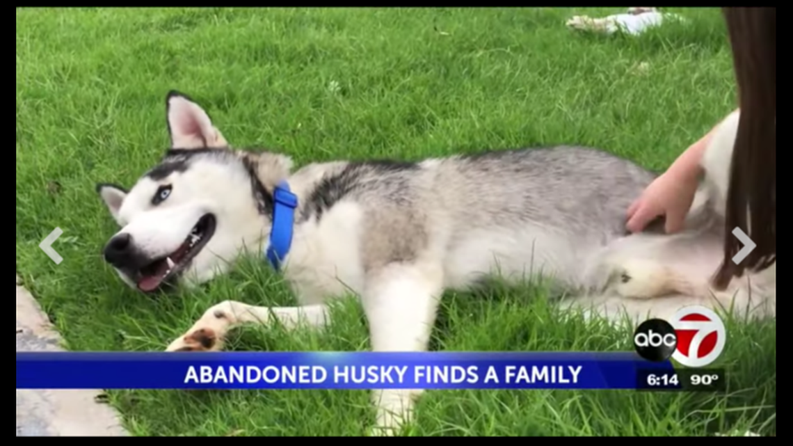 A husky seen abandoned by side of a Horizon City, Texas, road in a video was adopted. A man was arrested on an animal cruelty charge, the El Paso County Sheriff’s Office said. Screengrab from KVIA.