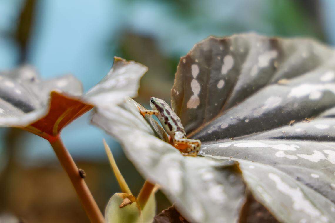 The Rio Pescado stubfoot toad is considered a critically endangered animal.