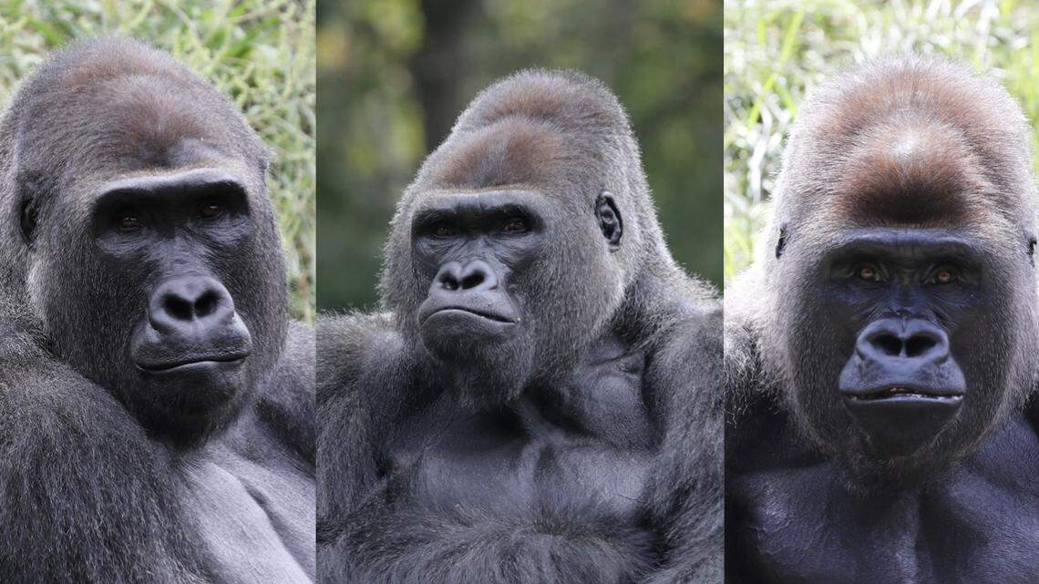 An Ohio zoo welcomed its first-ever “bachelor troop” of gorillas, officials said.