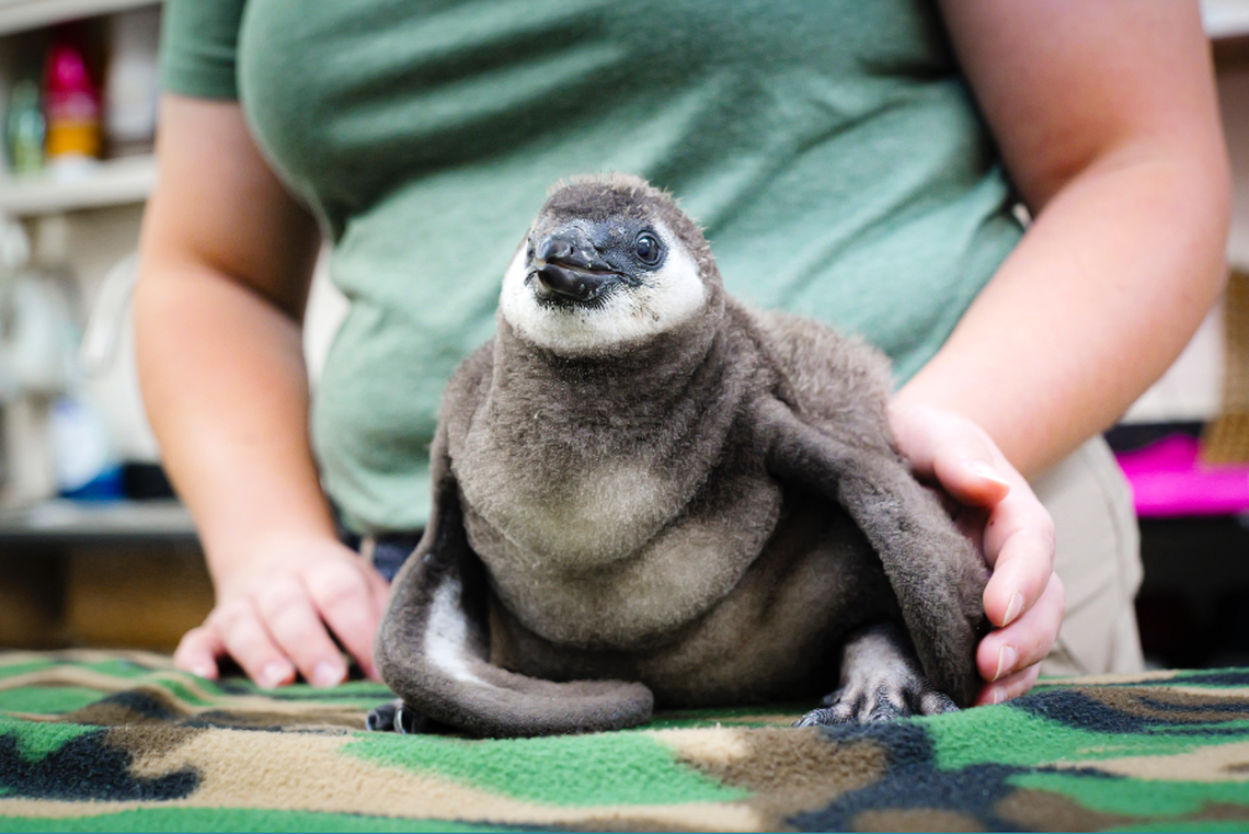 Elrond is an African black-footed penguin, which is an endangered species.
