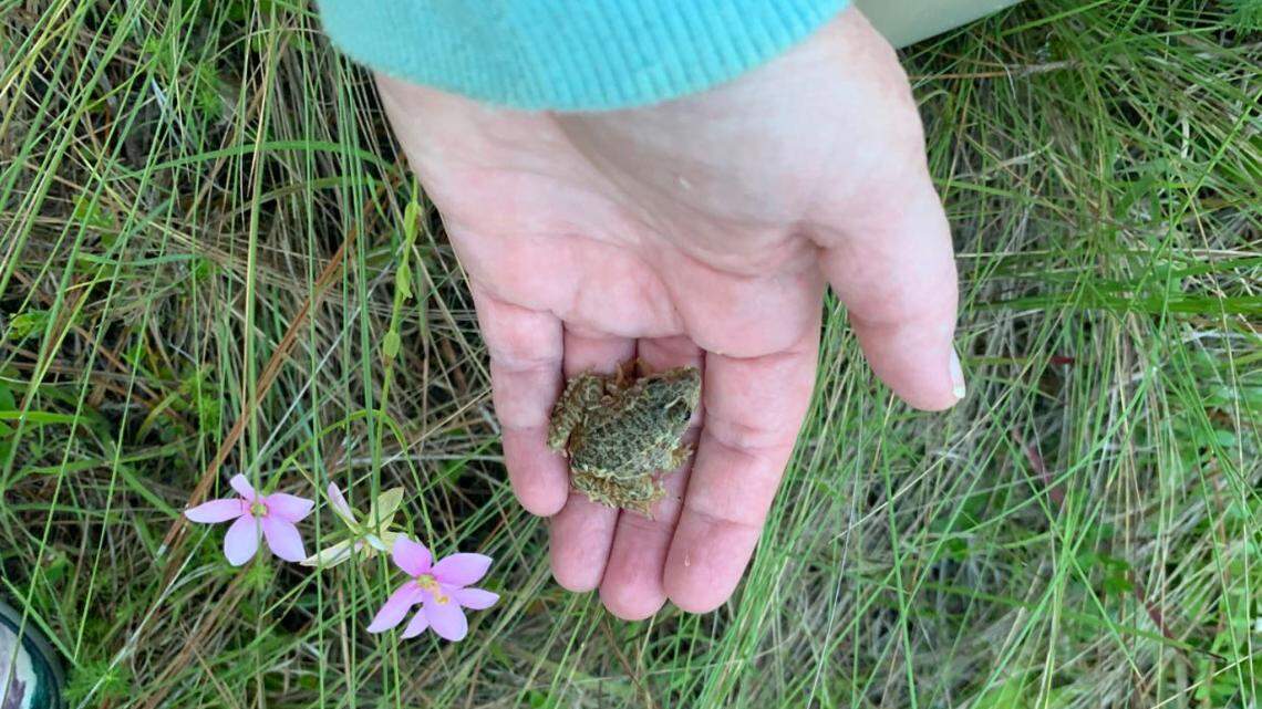 Hundreds of gopher frogs are released into the wild by the North Carolina Aquarium at Fort Fisher, according to a Facebook post.