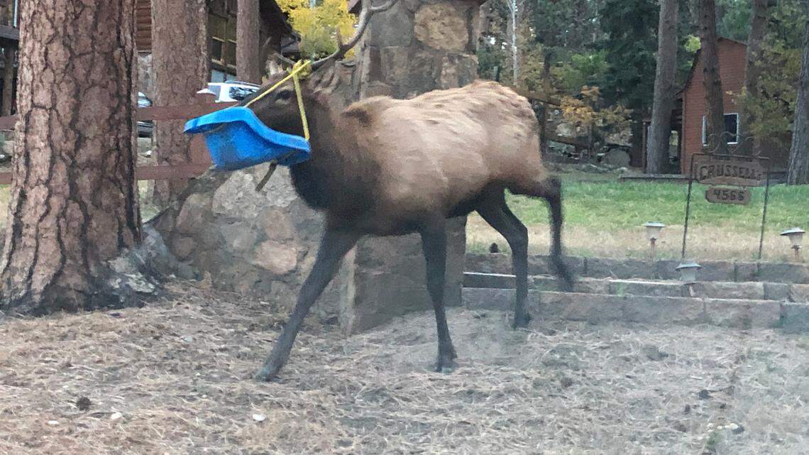 Colorado wildlife officials freed an elk from a baby swing it got stuck in.