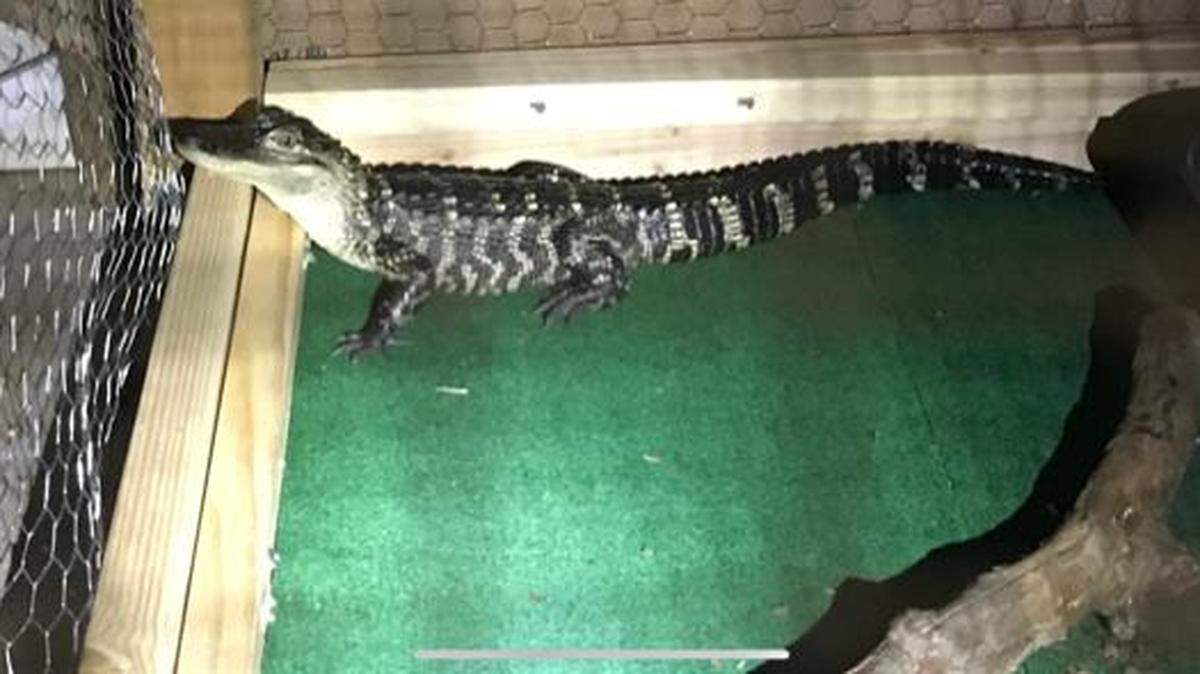 An alligator police named “El Chompo” was found in a Pennsylvania kitchen during a drug raid that revealed fentanyl, heroin, crack and more, Chester County prosecutors said. Police said the reptile protected drugs and cash.