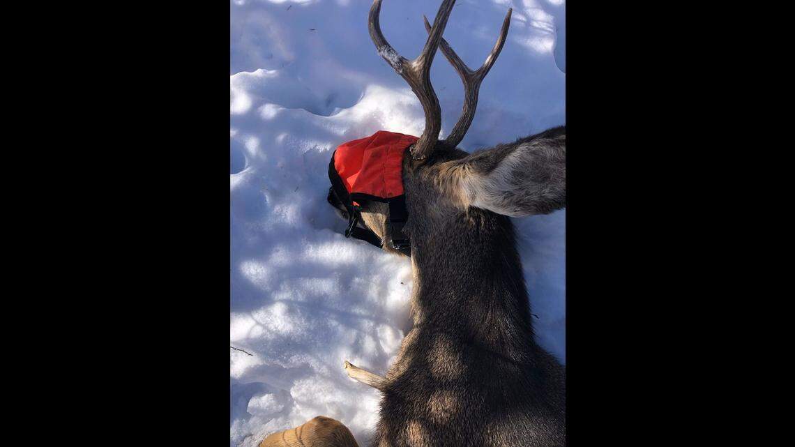People thought a Colorado buck had an arrow or knife stuck in its neck near its shoulder. Wildlife officials found it was a stick lodged 2 inches deep.