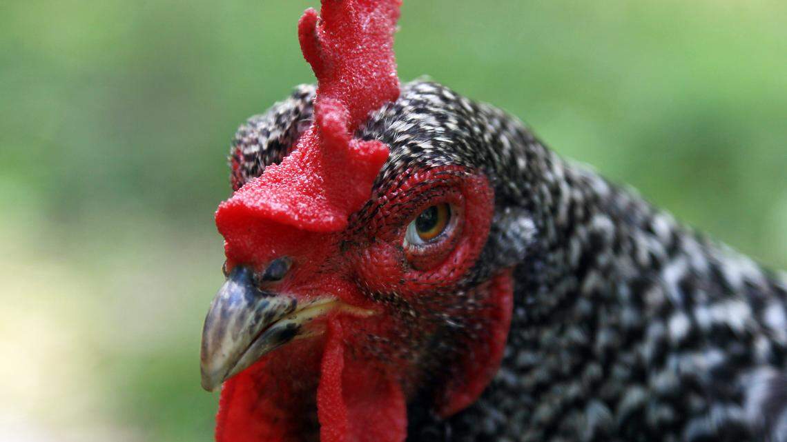 A deputy in Minnesota’s Kandiyohi County found a live chicken in the trunk five days after he helped a person unlock a car at a home with chickens, where one sneaked into the vehicle. It left “a big mess.”