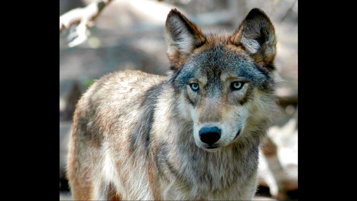 This July 16, 2004, file photo, shows a gray wolf at the Wildlife Science Center in Forest Lake, Minnesota. (AP Photo/Dawn Villella, File)