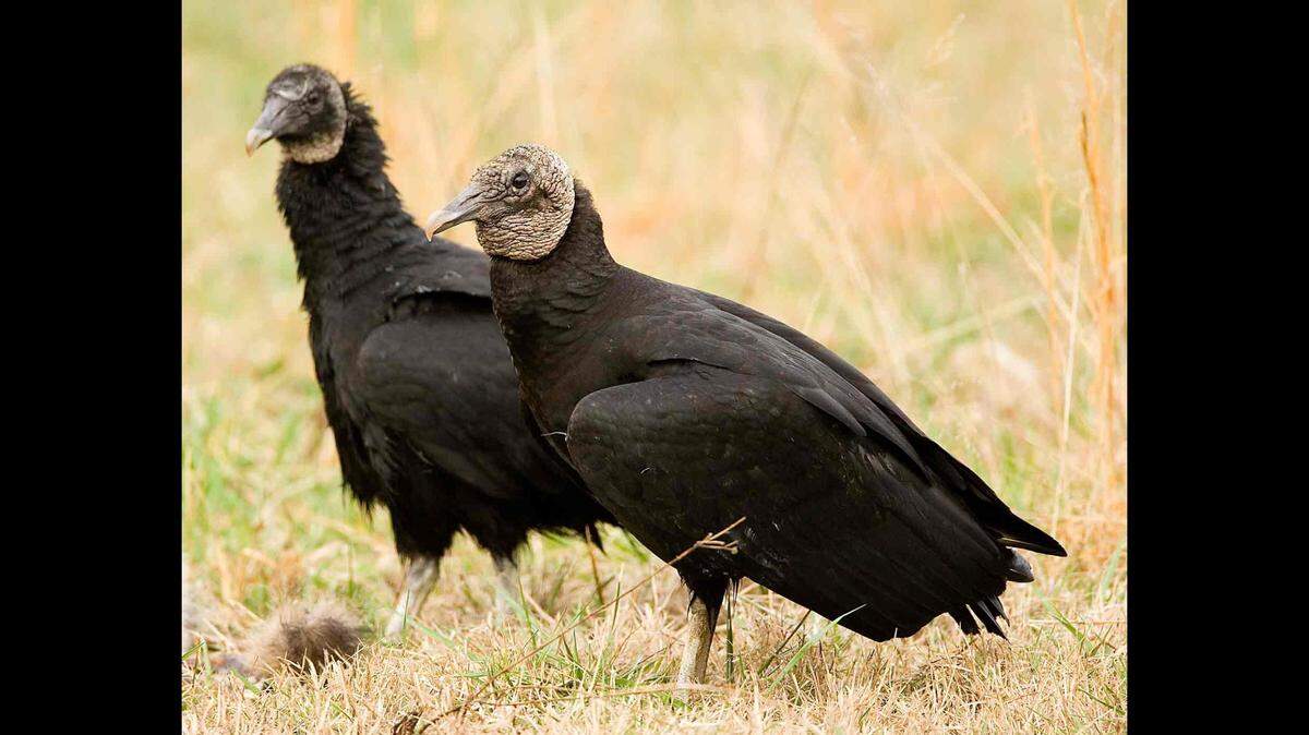The Missouri Farm Bureau obtained a depredation permit for black vultures from U.S. Fish and Wildlife Service for livestock farmers to kill the protected bird. Photo from Missouri Department of Conservation.