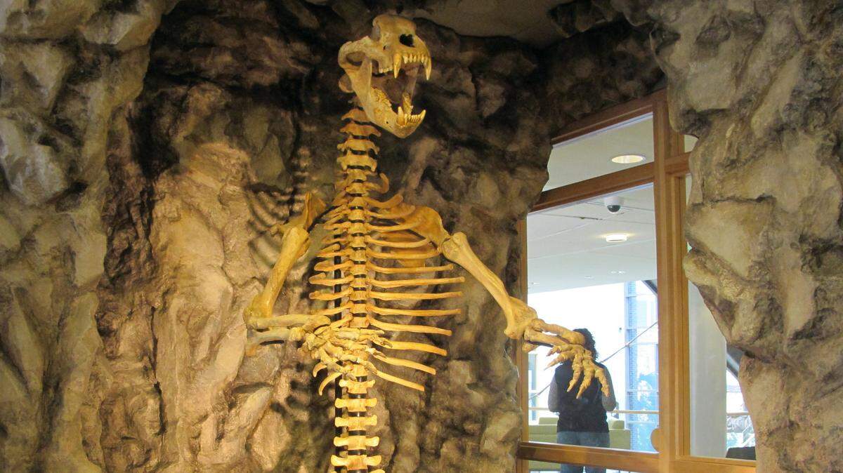 The fossilized skeleton of a prehistoric cave bear is seen in the Natural History Museum at the College of Charleston in Charleston, S.C., on Friday, Nov. 8, 2013. Stone Age humans likely wore cave bear fur to keep warm, according to a new study. (AP Photo/Bruce Smith)