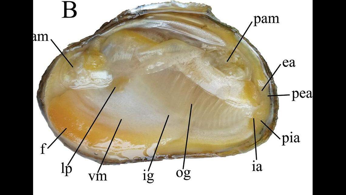 The inner side of the creature’s shell is light orange, experts said.