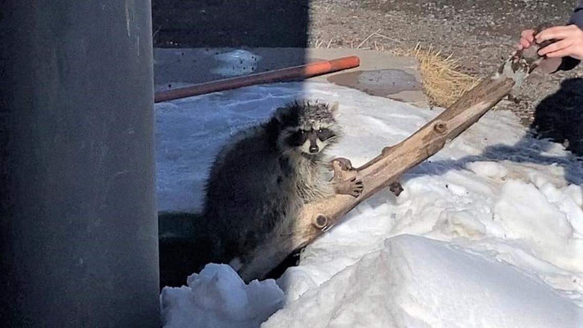 A raccoon stumbled into a vault toilet in Arizona national forest.