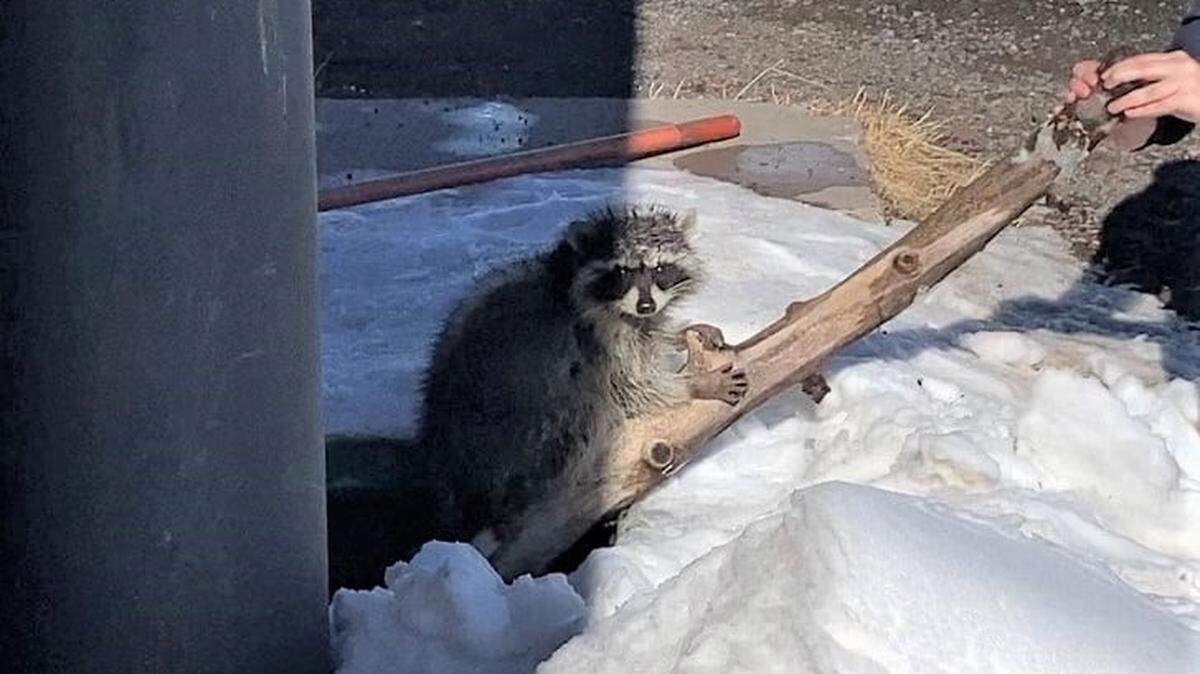 A raccoon stumbled into a vault toilet in Arizona national forest.