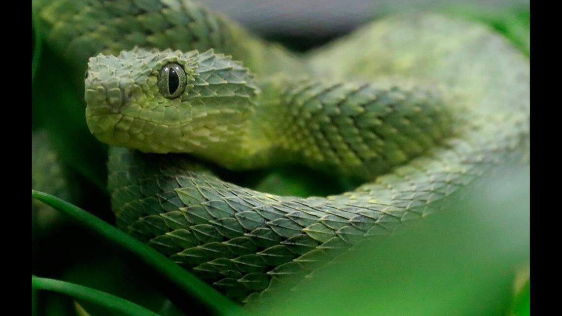 African bush viper (not the one pictured) is one of the snakes that was illegally trafficked in Florida, wildlife officials said.