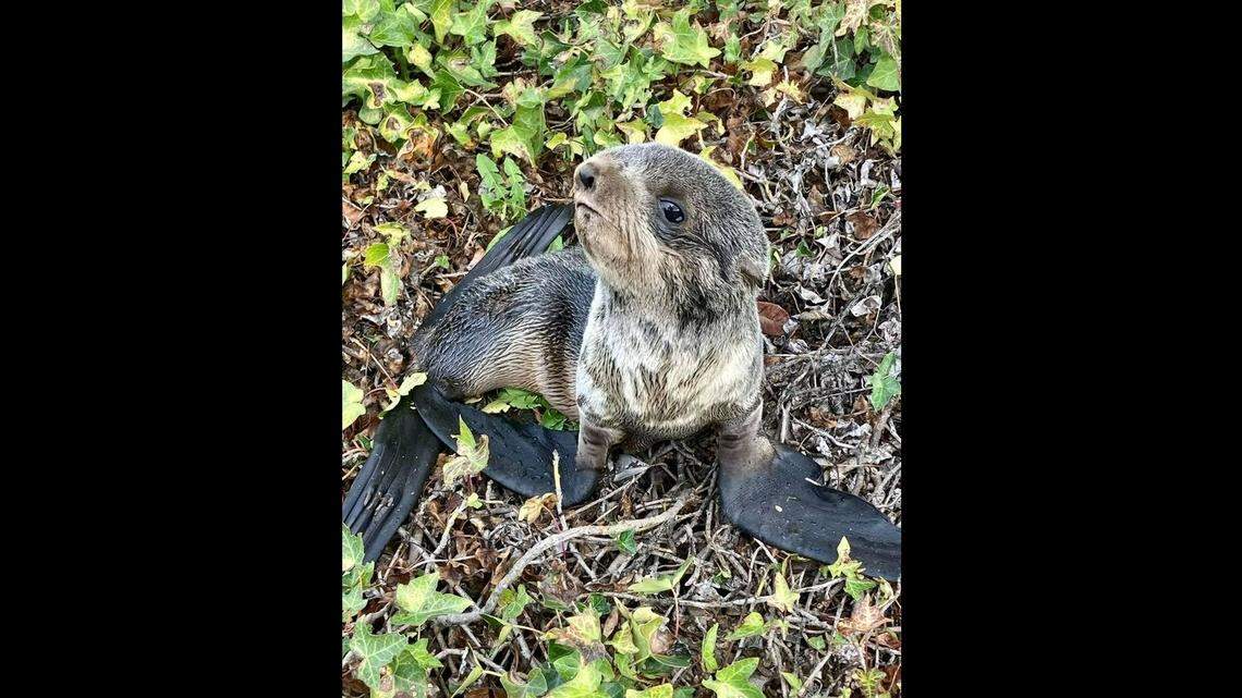 California police responded to reports of an otter in the road. When they arrived, they found the animal was actually a baby northern fur seal.
