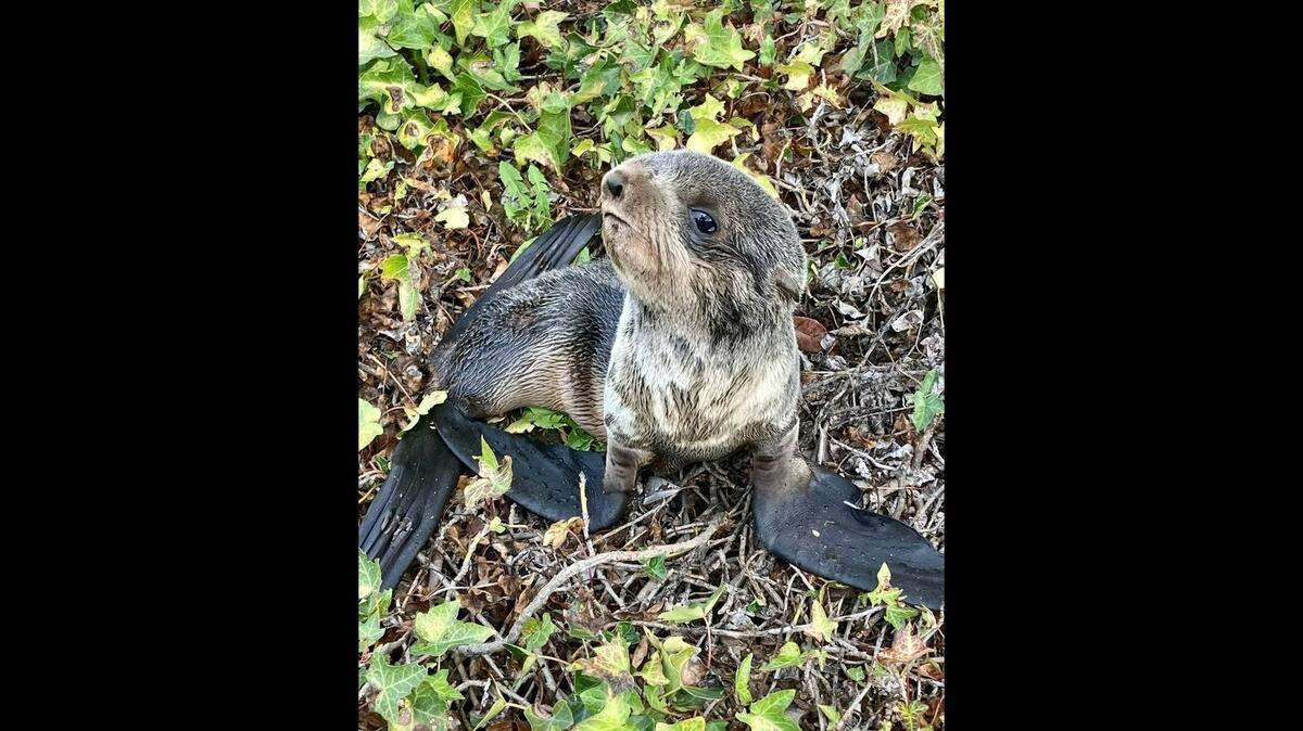 California police responded to reports of an otter in the road. When they arrived, they found the animal was actually a baby northern fur seal.