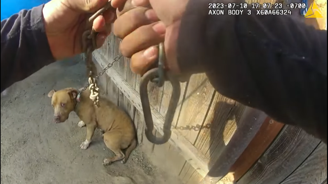 A police officer rescued a dog chained in the backyard of a burning mobile home, California video shows.