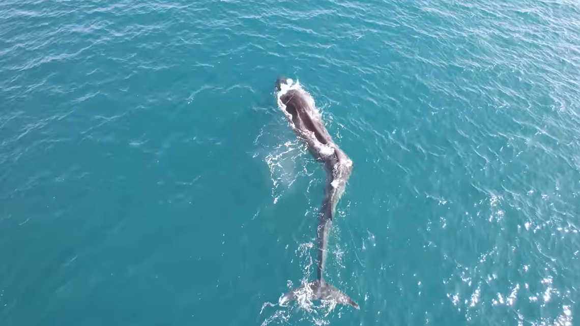 A whale with severe scoliosis was seen struggling off the coast of Spain, video shows.