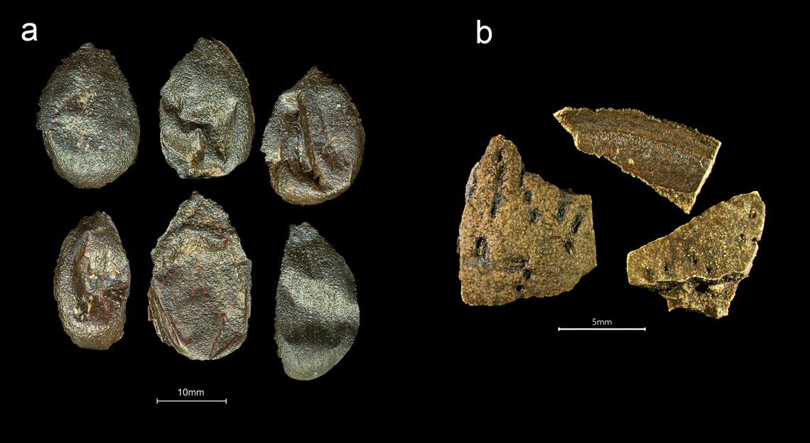 Whole and partial almonds recovered from the ship’s pantry