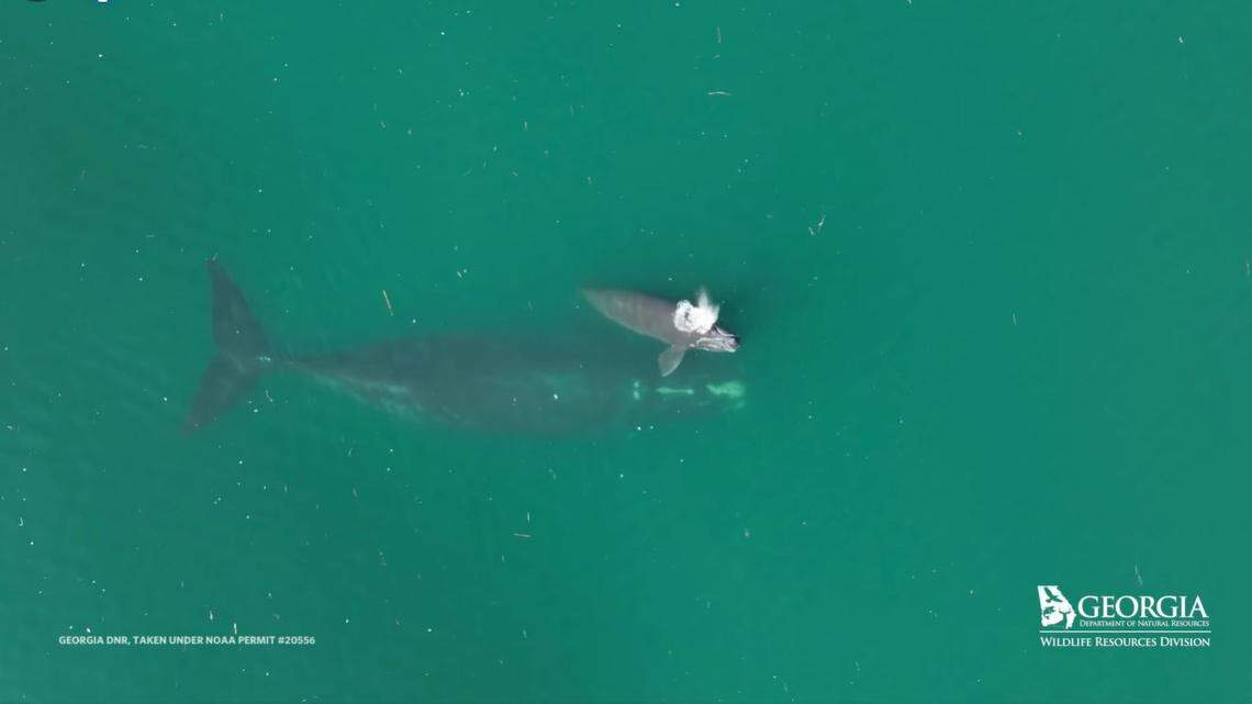 The first North Atlantic right whale calf of the season and its mother were spotted off the coast of Georgia Dec. 7.