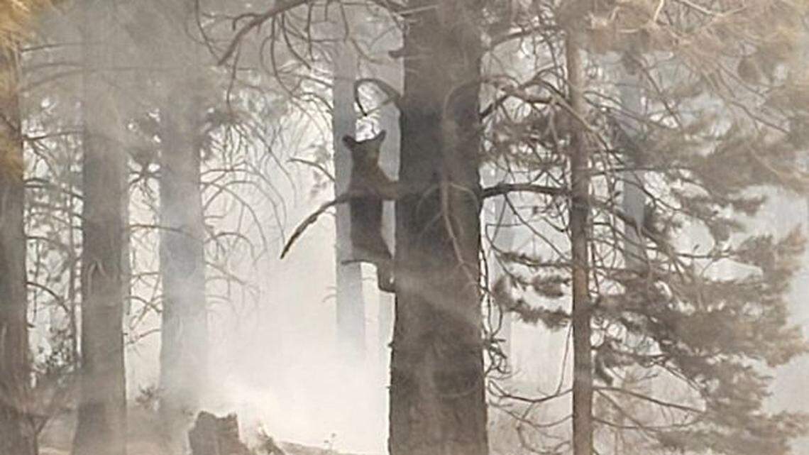 A bear cub spotted during wildfires in Oregon was likely reuniting with its mom, officials said.