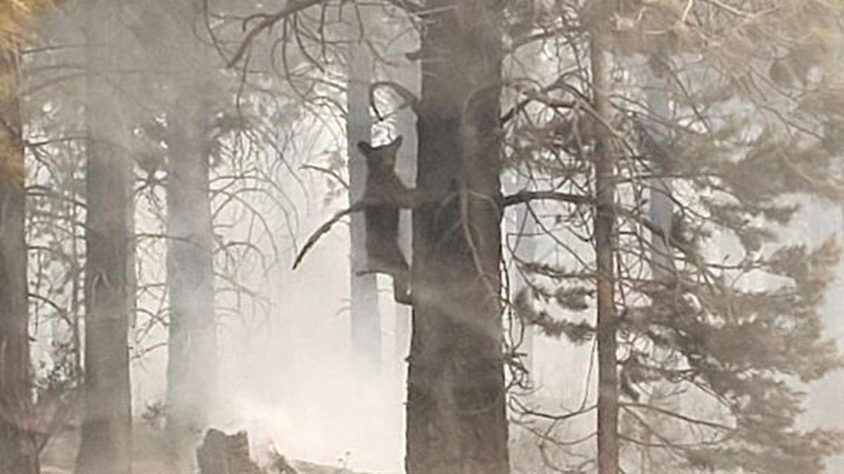 A bear cub spotted during wildfires in Oregon was likely reuniting with its mom, officials said.