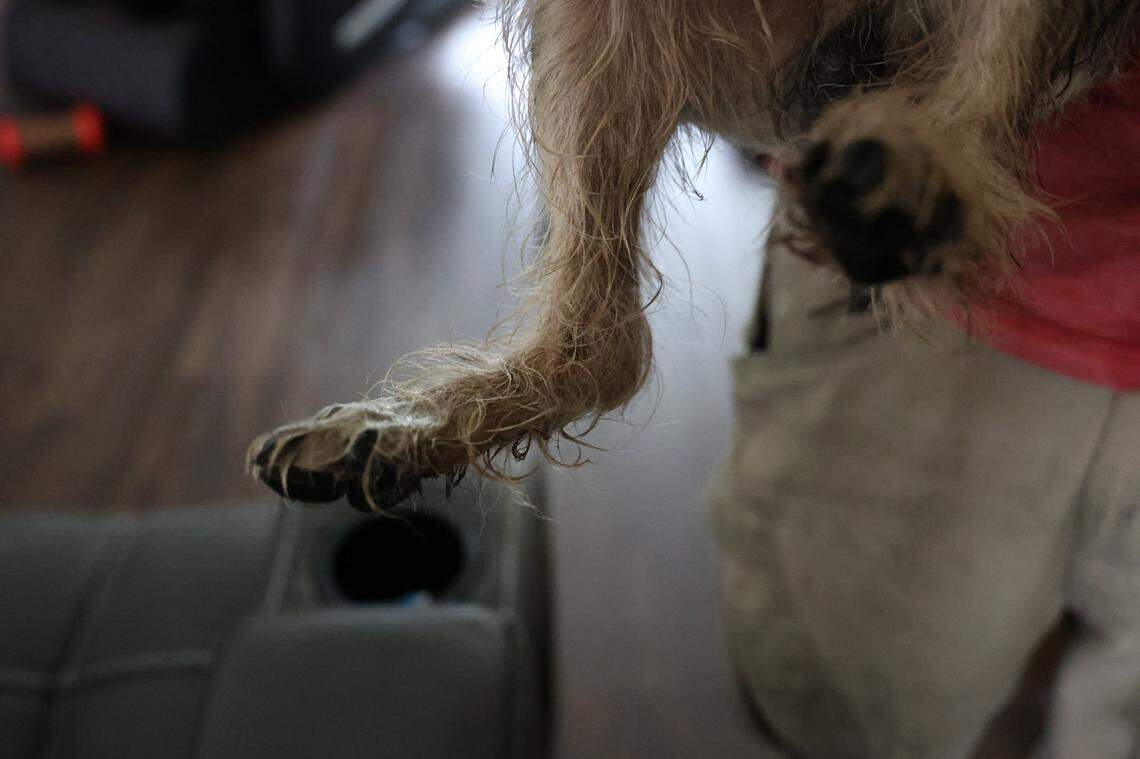 Multiple crews in Indiana were called to help rescue a dog after his paw got stuck in a bathtub drain.